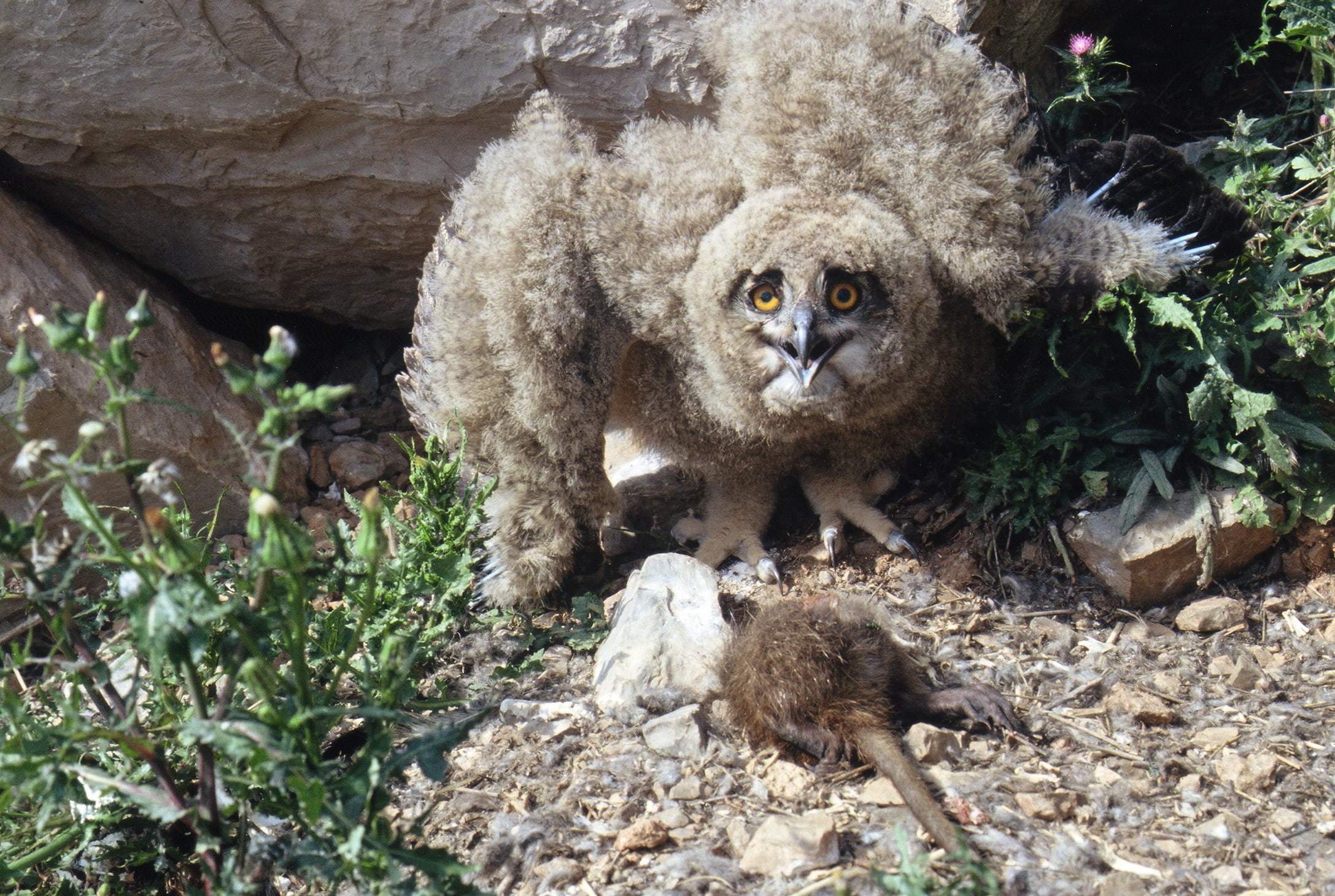 béton facilitateur des déplacements de la faune